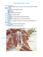 ANEQ105- Muscles of the Hindlimb (week 7)