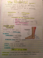 The Skeletal System