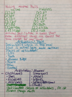 Ling300 Consonants