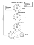 Reproductive system