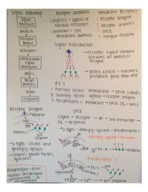 Physiology Exam 2 Study Guide