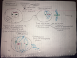 Mitosis and Meiosis Steps