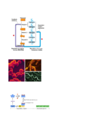 Bio 240 - 11/9/16 - Chapter 18 - Regulation of Gene Expression Part A 