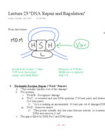 Lecture 23 DNA Repair and Regulation