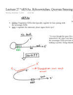 Lecture 27 sRNAs, Riboswitches, and Quorum Sensing
