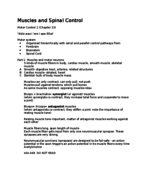 Muscles and Spinal Control