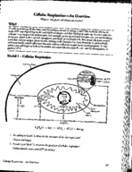 Cellular Respiration POGIL Answer key