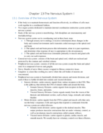 Chapter 13 Anatomy Notes