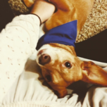 Gizmo practice upload