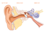 Picture Of The Ear