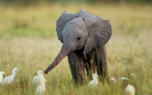 Elephant Picture