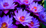 purple flowers