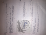 Animal reproduction week 1 class 2