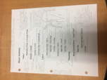 BIOL 3320 Dr.Meserve: Heart Anatomy Notes 
