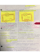 Circulatory System Part I
