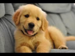 Sample upload do not download