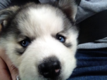 A picture of my sister's dog