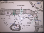 Neuropharmacology