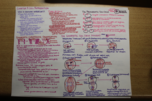 Chapter 9 Notes