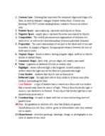 Visual Art Studyguide
