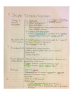 Chapter 7: Cellular Respiration