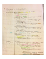 Chapter 8: Photosynthesis