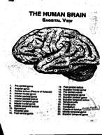 Brain diagrams and answers