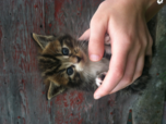 test upload