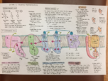 Lecture 12: Oxidative Phosphorylation (Electrong Transport Chain)