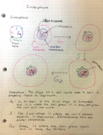 Interphase and Cell to Cell Communication 