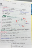 MicroBio Week 5: Genetics and Energy