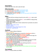 Phylum Mollusca Notes