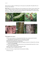 FREC 2114: Black Cherry