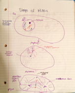 Biology I 1403 week 3