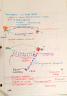 Biol I 1403 week 7