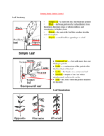 Botany Lecture Exam 3 Study Guide