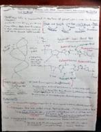 Molec Cell Ch. 16