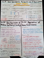 Molec Cell Biology Guide to Studying Ch. 18-22, 26