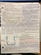 Structure and function of the alveolus and ventilation