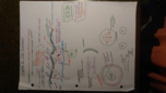 Bio 1107k week 12