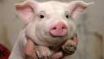 Funny piggy