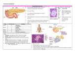 ENDOCRINE PANCREAS