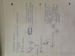 AP2, Week 3, Lymphatic System
