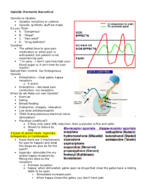 Lecture 4- Opioids