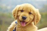 puppy