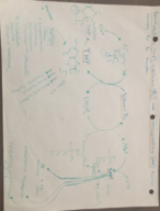 Medical Biochemistry: One-Carbon Transfers