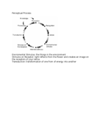 Perceptual Process Notes