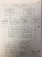 Exam 1 Neurons and Networks