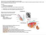 Biological Foundations Chapter 4 Prokaryotes