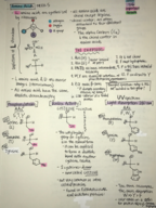 Biochemistry I Exam 2 Study Guide